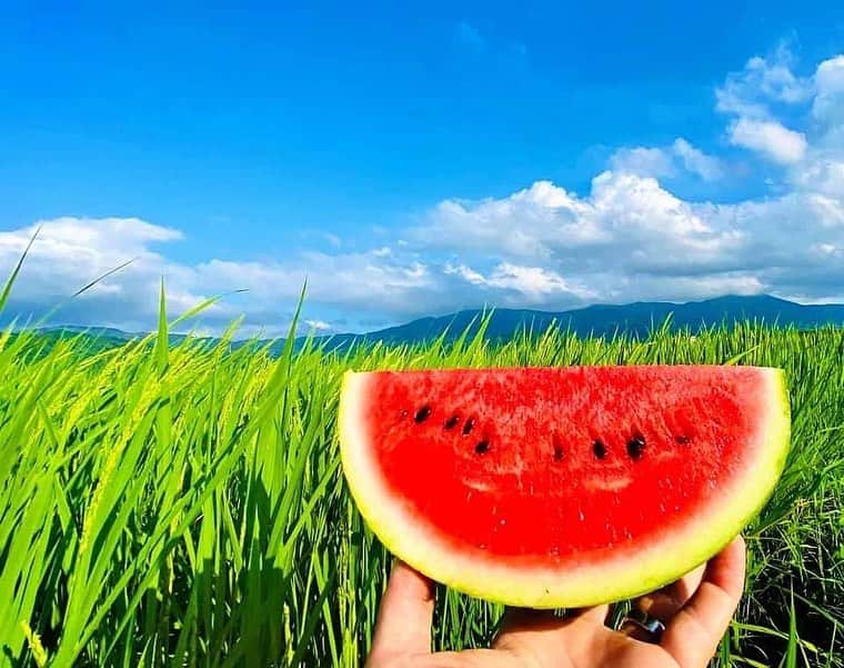 菊間千乃のインスタグラム：「今日も暑いですね🥵 与謝野町で田んぼをお願いしている香山さんから、夏らしいお写真を送って頂きました🍉」