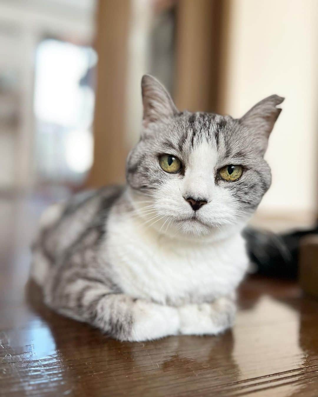 坂本美雨さんのインスタグラム写真 - (坂本美雨Instagram)「『わたしに話してごらんなさい』 #cat #サバ美」7月17日 10時41分 - miu_sakamoto