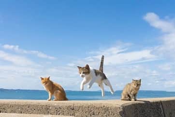 五十嵐健太さんのインスタグラム写真 - (五十嵐健太Instagram)「今日は海の日（7月17日） 水の事故に気をつけましょう！ #猫　#飛び猫　#cat」7月17日 3時04分 - tobineko_0
