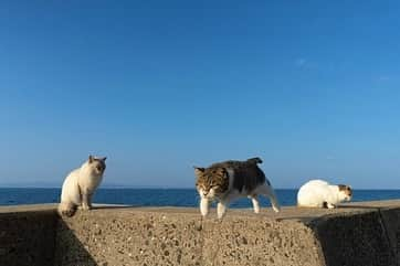 五十嵐健太さんのインスタグラム写真 - (五十嵐健太Instagram)「今日は海の日（7月17日） 水の事故に気をつけましょう！ #猫　#飛び猫　#cat」7月17日 3時04分 - tobineko_0