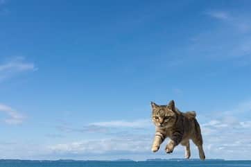 五十嵐健太さんのインスタグラム写真 - (五十嵐健太Instagram)「今日は海の日（7月17日） 水の事故に気をつけましょう！ #猫　#飛び猫　#cat」7月17日 3時04分 - tobineko_0