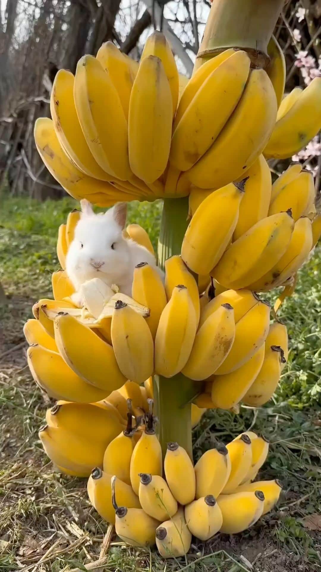 Cute baby animal videos picsのインスタグラム：「So adorable 🥹🍌 Song : YOU AND ME @bigsteppadrew check it out  - - Follow us @cutie.animals.page for more !! 💙 - - Credit 📸 @nature._.videos DM for removal)🙏🏻 - - #animals #nature #animal #pets #love #cute #wildlife #pet #cats #dog #photography #dogs #instagram #cat #naturephotography #of #photooftheday #dogsofinstagram #animallovers #wildlifephotography #petsofinstagram #birds #catsofinstagram #instagood #petstagram #art #animalsofinstagram #puppy #bird #bhfyp」