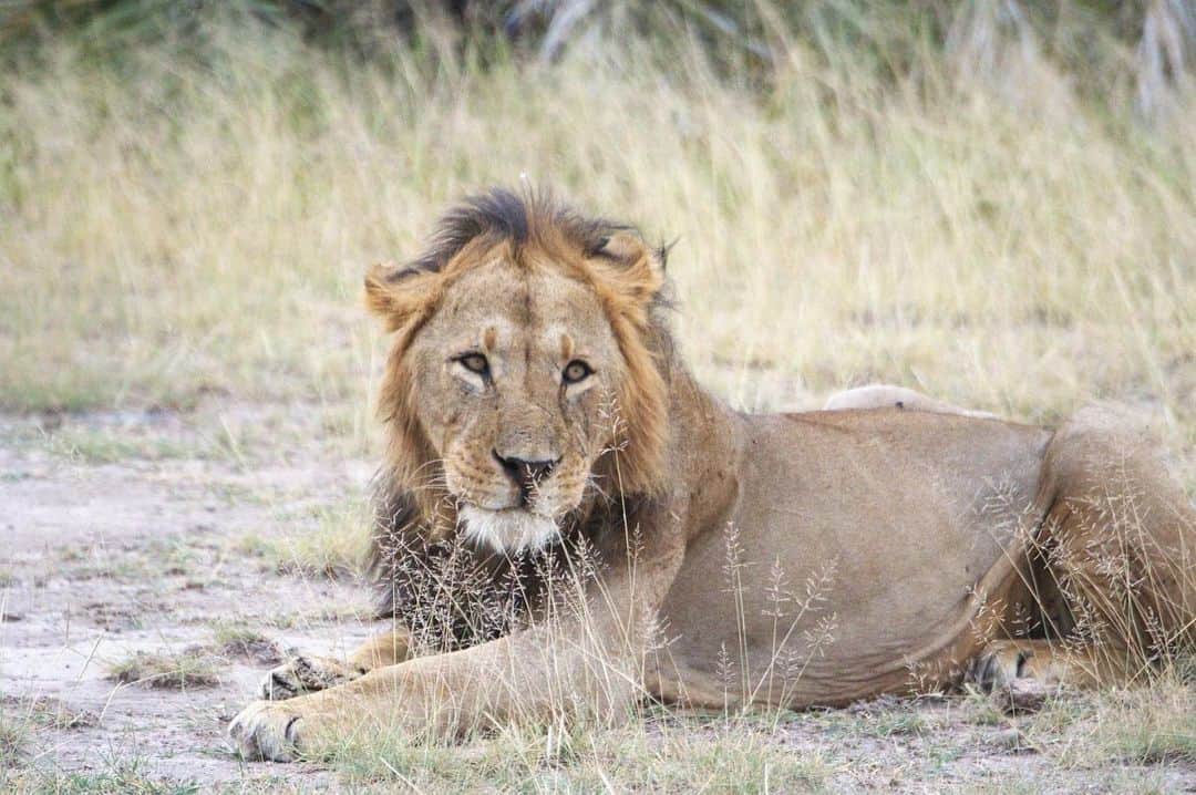 榎戸教子さんのインスタグラム写真 - (榎戸教子Instagram)「【ケニア・アンボセリ国立公園】 ナイロビから240km、車で約4時間の アンボセリ国立公園へ。 ライオンの毛並みがよいこと！ 象がカメラにおさまりきらない！  音声メディアVoicyでお話ししました。 写真と合わせてお聴きください。  『#76 サファリでライオンに出会う（ケニア・アンボセリ国立公園）』 https://voicy.jp/channel/3482/559462  #amboseli #amboselinationalpark #kenya #safari #worldtraveler #trip #africa #lion #elephant」7月17日 5時22分 - noriko_enokido
