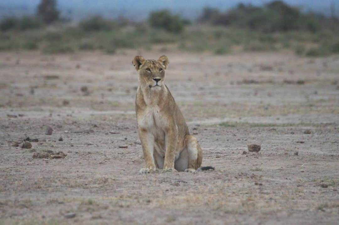 榎戸教子のインスタグラム：「【ケニア・アンボセリ国立公園】 ナイロビから240km、車で約4時間の アンボセリ国立公園へ。 ライオンの毛並みがよいこと！ 象がカメラにおさまりきらない！  音声メディアVoicyでお話ししました。 写真と合わせてお聴きください。  『#76 サファリでライオンに出会う（ケニア・アンボセリ国立公園）』 https://voicy.jp/channel/3482/559462  #amboseli #amboselinationalpark #kenya #safari #worldtraveler #trip #africa #lion #elephant」