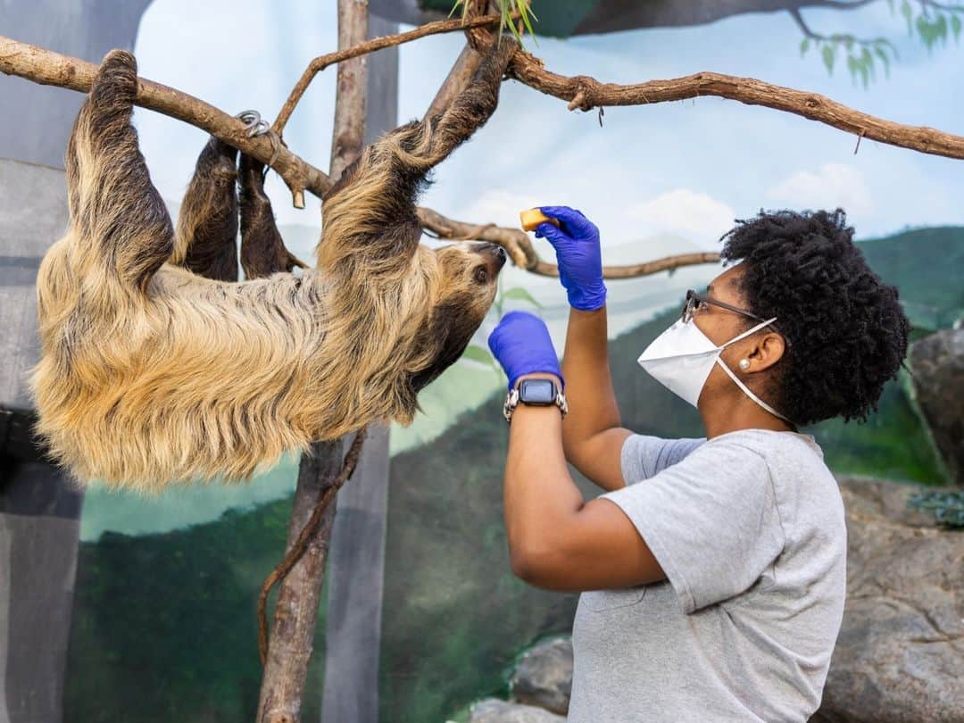 スミソニアン国立動物園さんのインスタグラム写真 - (スミソニアン国立動物園Instagram)「❤️ Happy National Zookeeper Week! All week long, we're recognizing some of the dedicated professionals who go above and beyond for the animals in our care. Get a sneak peek at some of the awesome work they're doing in the link in our bio! ✏️STORY: https://s.si.edu/3NStYnv.」7月17日 5時24分 - smithsonianzoo