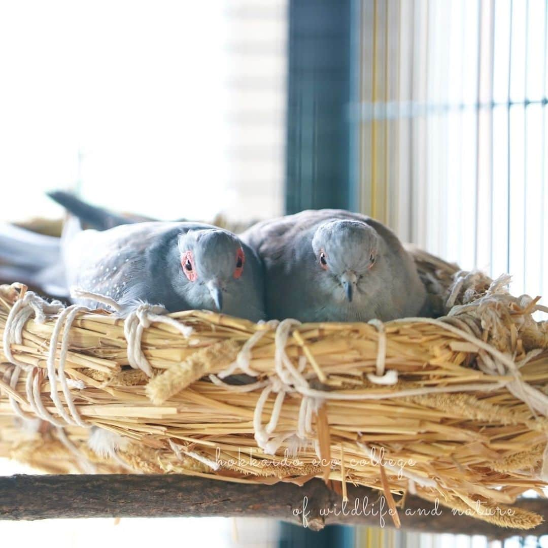 hokkaidoecoのインスタグラム：「愛の巣🕊️  #北海道エコ #動物 #専門学校 #動物専門学校 #動物好きな人と繋がりたい #北海道エコ動物自然専門学校 #動物のいる暮らし #animals #animalphotography #うすゆきばと  #薄雪鳩  #ウスユキバト  #鳥  #鳥のいる生活  #birds  #birdphotography  #birdlovers」