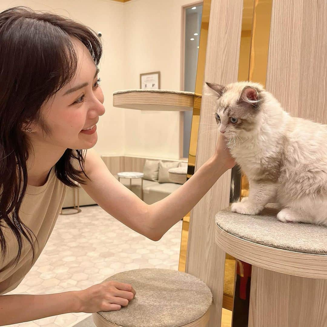 西脇梨紗さんのインスタグラム写真 - (西脇梨紗Instagram)「. この前人生で初、猫カフェに🐈  ずっと行ってみたかったのですが、 初めて行ってきました🤭🫶🏻  お気に入りの猫ちゃん見つけて 可愛すぎてずっとついて行ったのだけど… あまり懐いてはくれなかった🤣  猫ちゃんのおやつあげたら、 みんなついてきてくれて人気者になった気分でした🤣  癒された~💭  #猫カフェmocha  #猫カフェ #幕張猫カフェ #幕張カフェ　#cafe #cat #catcafe #m#tokyocafe #tokyo #カフェ巡り」7月17日 6時14分 - risa_nishiwaki