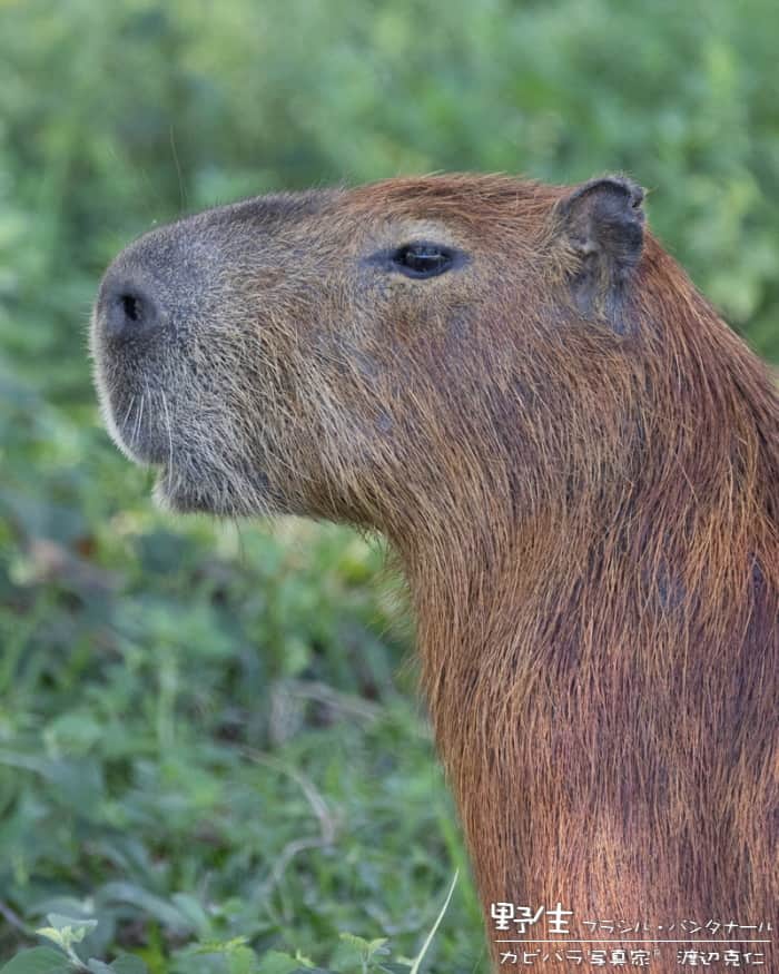 渡辺克仁さんのインスタグラム写真 - (渡辺克仁Instagram)「おはようございます。  #カピバラ #水豚 #capybara #おはよう #パンタナール #野生のカピバラ」7月17日 7時00分 - katsuhito.watanabe