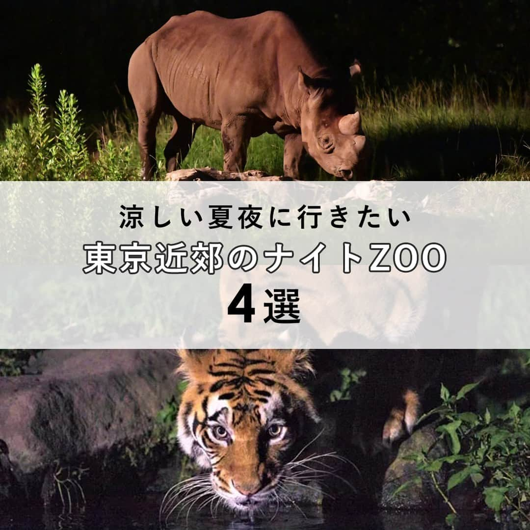 オズモール編集部さんのインスタグラム写真 - (オズモール編集部Instagram)「【東京近郊のナイトZOO4選】 涼しい夜に楽しめる“ナイトZOO”スポット4選を、オズモール編集部が厳選してご紹介します🦁🌙 ――――――― 📸2枚目 よこはま動物園ズーラシア　@yokohama.zoo 8月の毎週土曜日、日曜日と11日（金・祝）に、開園時間が20:30まで延長（入園は19時まで）！ 📍神奈川県横浜市旭区上白根町1175-1  . 📸3枚目 東武動物公園　@tobu_zoo 7月22日（土）～8月27日（日）までの土日祝と、8月14日（月）・8月15日（日）に夜間イベント「サマーナイトZOO」を開催！ 📍 埼玉県南埼玉郡宮代町須賀１１０ . 📸4枚目 那須サファリパーク　@nasusafaripark 「ナイトサファリ2023」が開催中！　10月28日（土）までの毎週土曜日（※土日月の3連休は土日両日開催）、7/29（土）～8/27（日）は毎週水曜日を除き毎日開催（お盆期間は連日開催）。 📍栃木県那須郡那須町高久乙3523番地 . 📸5枚目 群馬サファリパーク　@gunmasafari 7/15（土）～8/25（日）までの毎週土日・祝日、および8/14（月）、15（火）に「ナイトサファリ＆夕暮れサファリ」を開催。 📍群馬県富岡市岡本１ .   ――――――― . 詳しくは「夜の動物園」で検索してみてくださいね。 夏のお出かけスポット情報をもっと見たい人は @ozmall_editors をチェック🌟 . 写真提供／よこはま動物園ズーラシア、東武動物公園、那須サファリパーク、群馬サファリパーク . #オズモール #動物園 #ナイトzoo #よこはま動物園ズーラシア #東武動物公園 #那須サファリパーク #群馬サファリパーク」7月17日 7時00分 - ozmall_editors