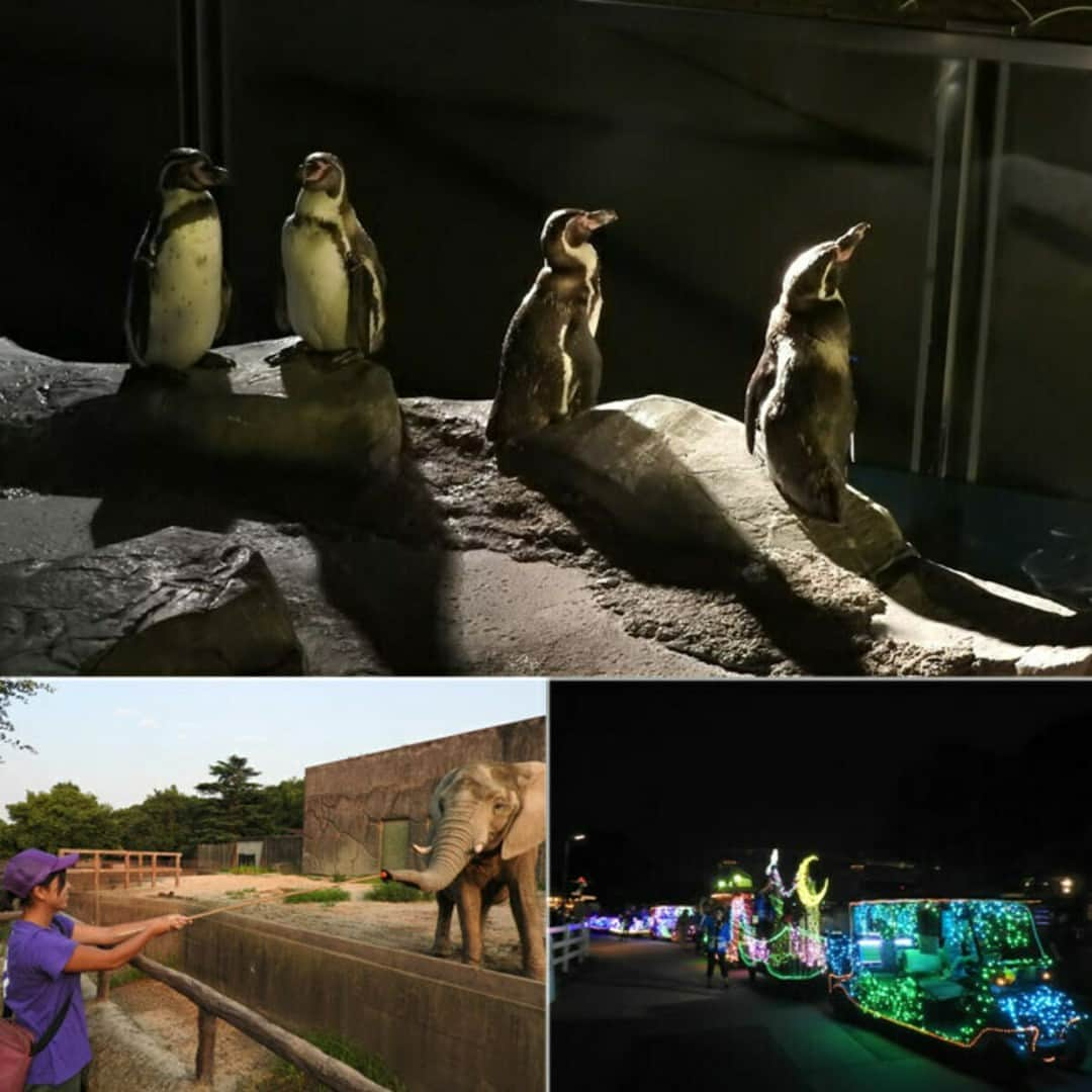 オズモール編集部さんのインスタグラム写真 - (オズモール編集部Instagram)「【東京近郊のナイトZOO4選】 涼しい夜に楽しめる“ナイトZOO”スポット4選を、オズモール編集部が厳選してご紹介します🦁🌙 ――――――― 📸2枚目 よこはま動物園ズーラシア　@yokohama.zoo 8月の毎週土曜日、日曜日と11日（金・祝）に、開園時間が20:30まで延長（入園は19時まで）！ 📍神奈川県横浜市旭区上白根町1175-1  . 📸3枚目 東武動物公園　@tobu_zoo 7月22日（土）～8月27日（日）までの土日祝と、8月14日（月）・8月15日（日）に夜間イベント「サマーナイトZOO」を開催！ 📍 埼玉県南埼玉郡宮代町須賀１１０ . 📸4枚目 那須サファリパーク　@nasusafaripark 「ナイトサファリ2023」が開催中！　10月28日（土）までの毎週土曜日（※土日月の3連休は土日両日開催）、7/29（土）～8/27（日）は毎週水曜日を除き毎日開催（お盆期間は連日開催）。 📍栃木県那須郡那須町高久乙3523番地 . 📸5枚目 群馬サファリパーク　@gunmasafari 7/15（土）～8/25（日）までの毎週土日・祝日、および8/14（月）、15（火）に「ナイトサファリ＆夕暮れサファリ」を開催。 📍群馬県富岡市岡本１ .   ――――――― . 詳しくは「夜の動物園」で検索してみてくださいね。 夏のお出かけスポット情報をもっと見たい人は @ozmall_editors をチェック🌟 . 写真提供／よこはま動物園ズーラシア、東武動物公園、那須サファリパーク、群馬サファリパーク . #オズモール #動物園 #ナイトzoo #よこはま動物園ズーラシア #東武動物公園 #那須サファリパーク #群馬サファリパーク」7月17日 7時00分 - ozmall_editors