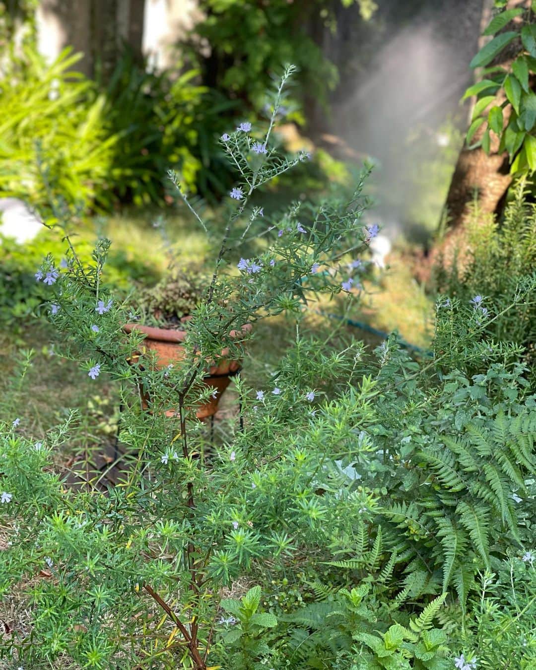 結城アンナさんのインスタグラム写真 - (結城アンナInstagram)「🐶早朝から水まきの生活が始まりました。Ozzyは安全な場所から見守る🐶Daily early morning watering of our tiny garden. Ozzy overlooks from a dry spot🐶  🕊️Peace & Kindness, may all your dreams come true🕊️  #iamozzy🐶 #元保護犬 #bestwoof #adoptdontshop #夏 #ilovejapan」7月17日 7時30分 - ayukihouse
