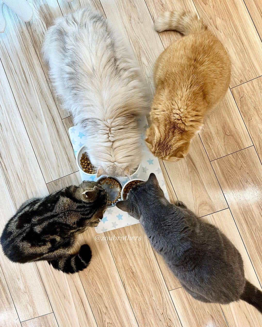 bunny & 2 catsのインスタグラム：「Zou family😺😸😽🐱🐟🍗 ✅ See more at our Threads☺︎ _ 🐾ぶうちゃんのごはんをいつも狙うぎんちゃん 🐾フード色々お試し中 🐾えんちゃんの黒いのは水素がどーのこーのっていうフード ✅Threads🦖 _ #scottishfold#多頭飼い#ねこ#猫#マンチカン#munchkin#cats#cute#amazing#スコティッシュフォールド#チンチラシルバー _ #PECO#ねこ#9gag#WeeklyFluff#ふわもこ部#instavideo#ねこのきもち#catsofinstagram#instagram#instagramjapan#cats_of_world#猫動画」