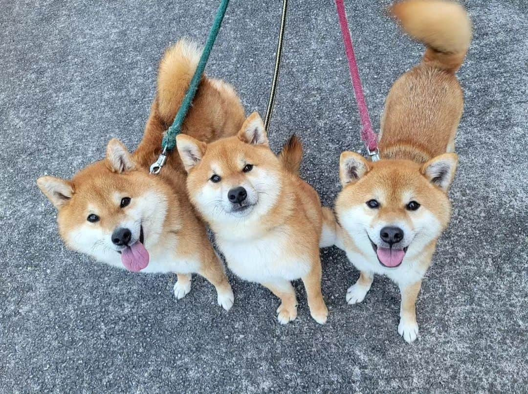 柴犬たま Shibainu Tamaのインスタグラム：「おしゅし兄弟はいつも一緒😊 ⠀⠀ Caption trans🇬🇧⠀⠀ Sushi brothers are always together😊 ⠀ #たま家族 #柴犬コイ #柴犬トロ #柴犬ウニ #おしゅし兄弟 #仲良し兄弟 #おしゅし3兄弟 #笑顔 #ふわもこ #かなりひし形 #柴犬 #shiba #shibainu #shibastagram #犬 #dog #多頭飼い」