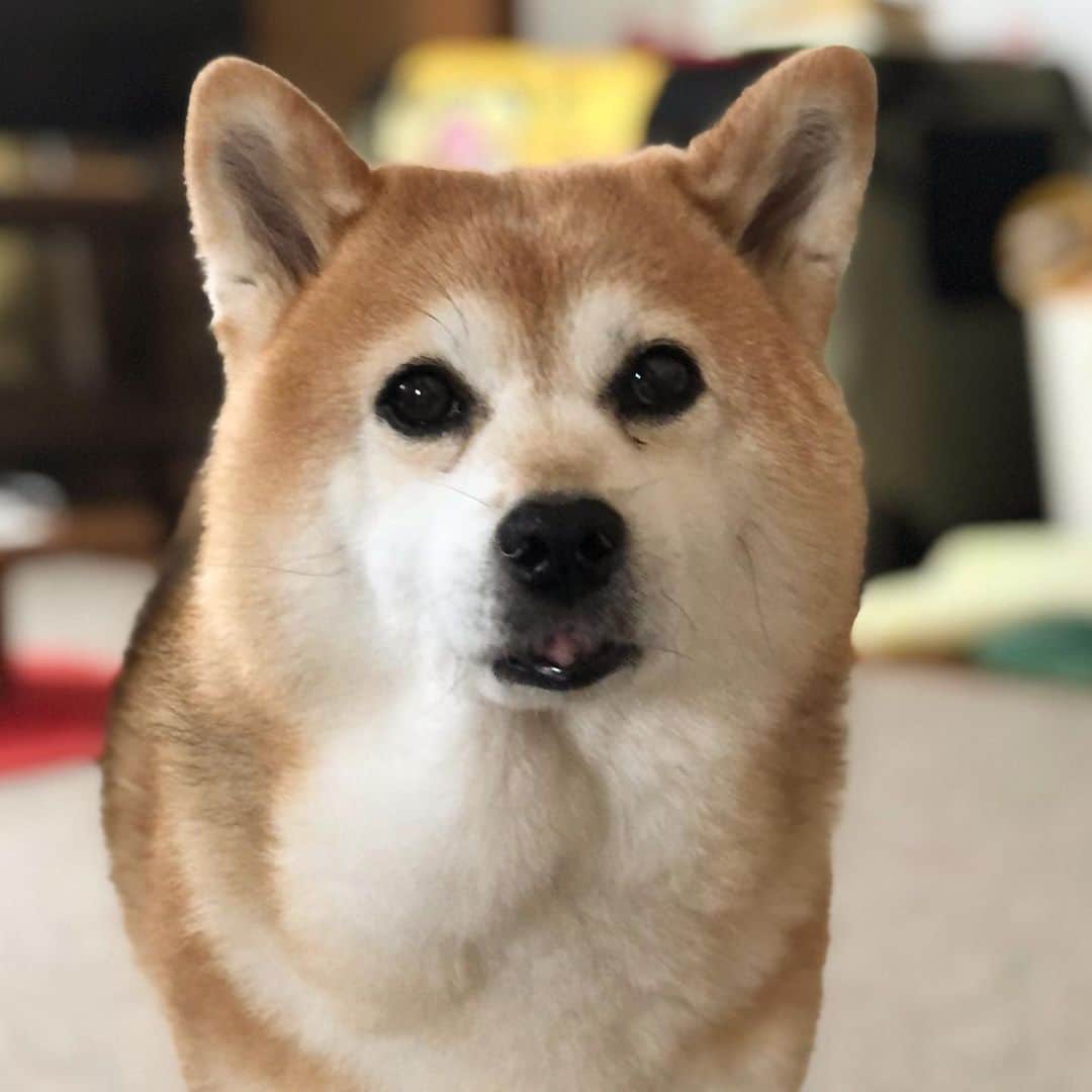 くるみのインスタグラム：「あついから今日も ゴロゴロしてようね〜🐻‍❄️」