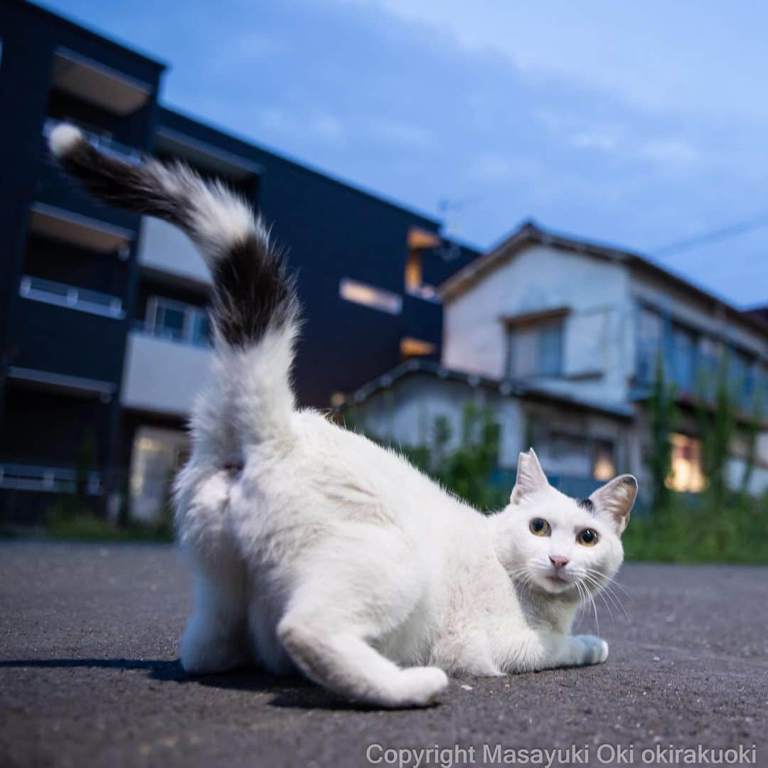 Masayukiさんのインスタグラム写真 - (MasayukiInstagram)「ぽんぽん希望。  #cat #ねこ #猫 #夜にゃん #東京カメラ部 #nekoclub  #mmgtw #my_eos_photo  #yourshotphotographer」7月17日 8時12分 - okirakuoki