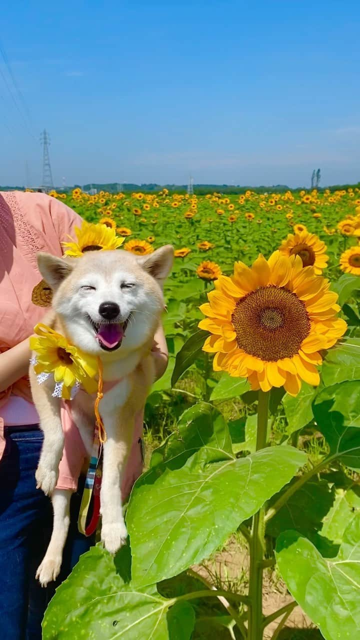 柴犬 けんしろう ゆりあのインスタグラム：「🐶🌻🐶  おはようございます☀  お世話係も一緒に撮ってもらった 青空とひまわりの夏色の想い出動画 記念に載せさせてもらいます💛💙  2023.7.10🌻  #佐倉ふるさと広場  #ひまわり #sunflower  #ひまわり畑 #風車」