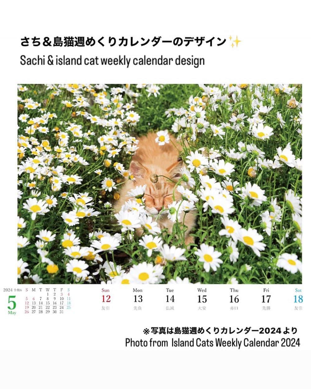 simabossnekoさんのインスタグラム写真 - (simabossnekoInstagram)「・ 2024年さち＆週めくりカレンダースペシャルセレクション❣️ 2024 Sachi & weekly calendar special selection❣️ Swipeしてね←←←🐾  （1枚目〜4枚目は2024 さちカレンダー 、5〜8枚目は2024 週めくりカレンダー より抜粋。）  ・ 〜お知らせ〜 2024年版「さちカレンダー」、「ほっこり島猫 週めくりカレンダー」はminne、メルカリShopsにて好評発売中！  商品説明 ●さちカレンダー2024 愛らしい島猫"さち"の姿をおさめたカレンダー🗓️ ・卓上B6サイズ ・枚数28枚。(両面仕様 計56面) ・初めての週めくりのカレンダーです✨ 価格は税込1,280円。  ●ほっこり島猫 週めくりカレンダー2024 53週、ふくふく仲良し。選りすぐりの島猫たちがいっぱい🙌 ・卓上B6サイズ ・枚数28枚(両面仕様 計56面)の週めくりカレンダーです。 ・六曜・祝日付き 価格は税込1280円。  お得な "さちカレンダー"と"ほっこり島猫カレンダー"とのセットも🐾  ◎販売はminneと、メルカリShops内「simabossneko's shop」にて  各ショップへは、@simabossneko または @p_nyanco22 のプロフィールリンクからご覧いただけます。  🔍メルカリは、アプリ立ち上げ後「simabossneko's shop」で検索してみてください。  👉ストーリーハイライトにも、ショップへのリンク(minne)があります。そちらも是非ご覧ください。  ※2024年カレンダーの発送は、7月25日頃より順次発送させていただきます。 ・ ・ Available now❗️ "Island Cats Weekly Calendar 2024" and "Sachi Weekly Calendar2024"  ● Island Cats Weekly Calendar 2024 53weeks, A lot of selected island cats photos❣️  The desktop B6 size. 28 sheets (56 sides in total with double-sided specifications) It is a weekly calendar.  The price is 1,280 yen including tax.  ● Sachi Weekly Calendar 2024 It is a calendar that shows the lovely island cat "Sachi"💓  The desktop B6 size. 28 sheets. (Double-sided specification 56 sides in total) NEW work! It is a weekly calendar. The price is 1,280 yen including tax.  A great deal🗓️✨ We sell a set of "Sachi Calendar2024" and "Island Cats Weekly Calendar 2024" 🐾  The 2024 calendars are sold at minne "simabossneko's shop“  ●Shop URL https://minne.com/＠simabossneko  🇺🇸🇰🇷🇹🇼 It is possible to purchase and ship from Taiwan, Hong Kong, the USA, Korea, etc.  🇫🇷🇬🇧🇩🇪 It is now possible to ship and purchase the works to Europe!! France, UK, Germany etc.  ※ Shipping fee will be charged separately.  You can reach the shop from the profile link of @simabossneko or @p_nyanco22   And, Story highlights also have a link to the shop. Please take a look there too.  ・ #しまねこ #島猫 #ねこ #にゃんすたぐらむ #猫写真 #cats_of_world #catloversclub #pleasantcats #catstagram #meowed #ig_japan #lumixg9」7月17日 9時01分 - simabossneko