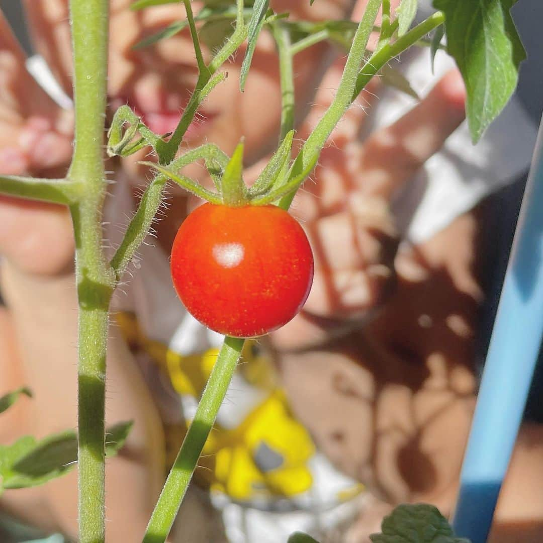 平野由実のインスタグラム：「トマトができました🍅  #ちなみに2個目 #2枚目はトマトの赤ちゃんらしい #もうすぐ夏休み #熱中症に気をつけましょう」