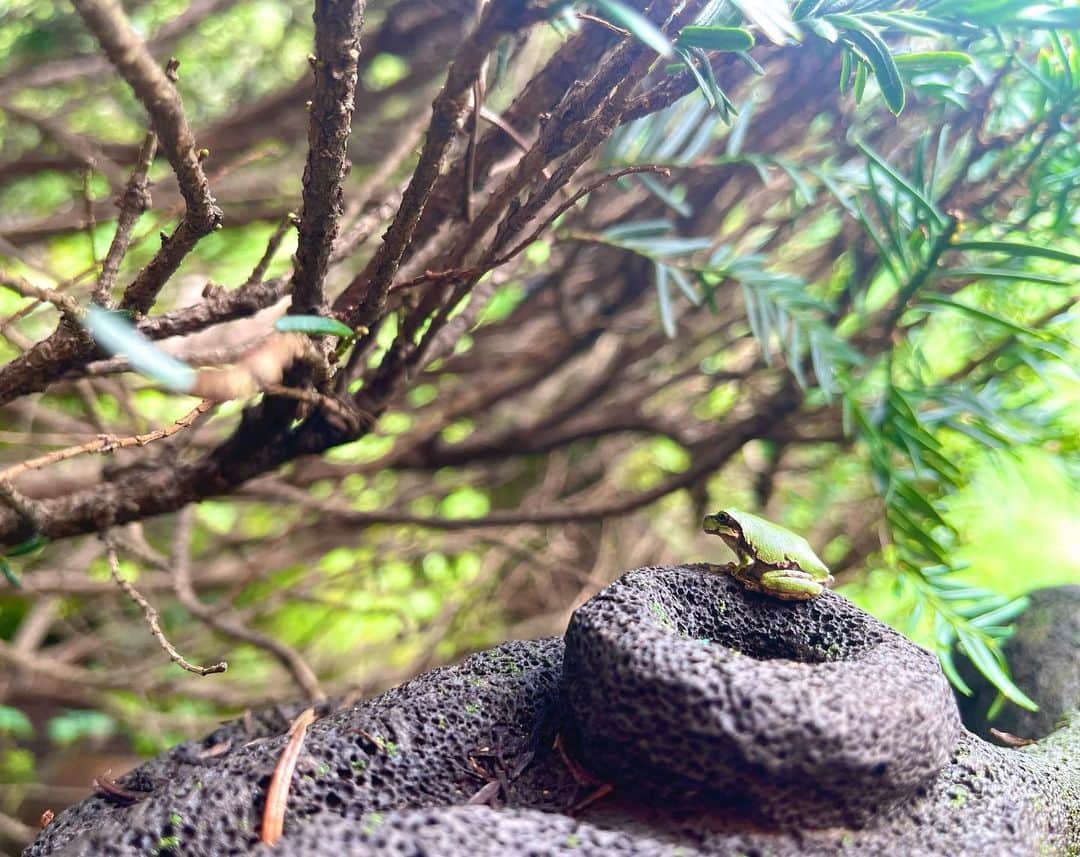 リュ・スヨンさんのインスタグラム写真 - (リュ・スヨンInstagram)「. #청개구리 #1.5cm #무슨생각해🙃  #frog #tiny」7月17日 9時25分 - suyoung_ryu