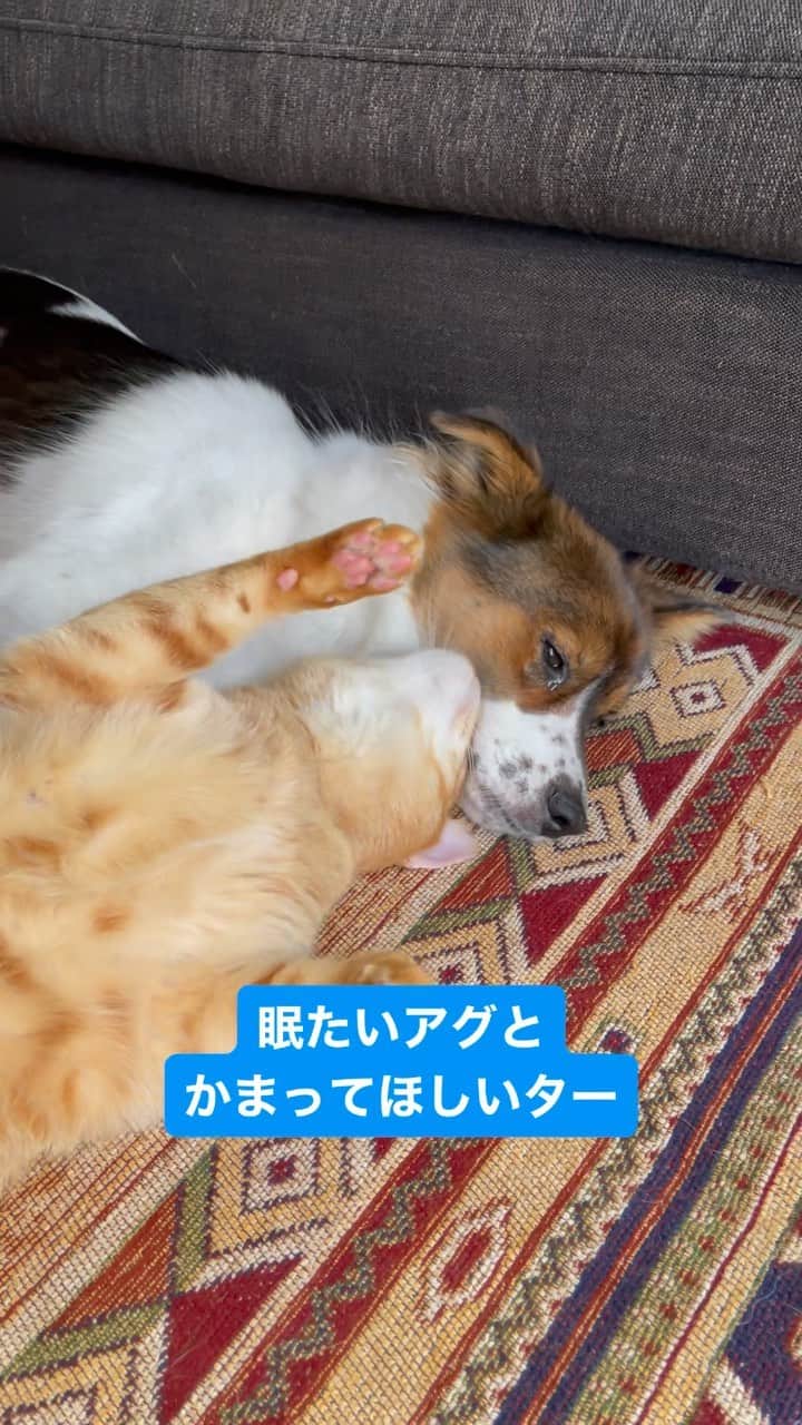 naomiのインスタグラム：「割と諦めは早いター🐈  #元野良猫 #元保護犬 #犬と猫のいる暮らし  #dogandcat  #ターとアグ」