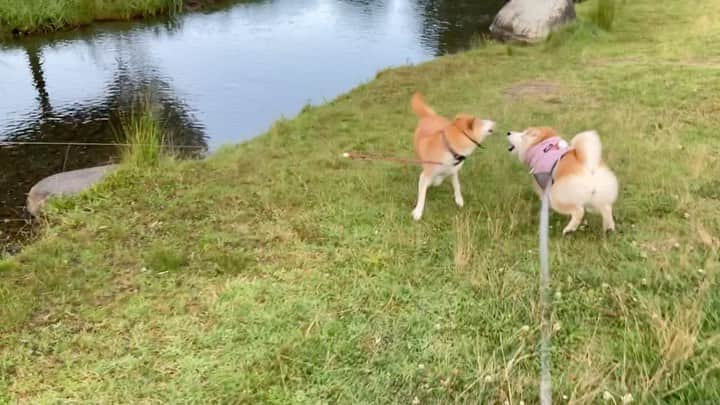 てんパパのインスタグラム：「暑かった昨日の夕方、積極的に川に入り、そして走り回った春ちゃんとてんこ。 #春てん #川遊び強化月間 2023」