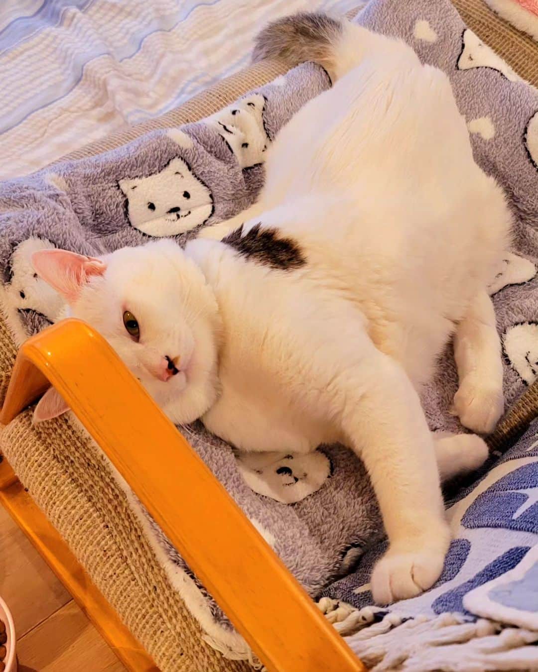 のインスタグラム：「スレッズやってみたんですが、怖くてまだ鍵かけてます。⁡ ⁡⁡ そのうち外すつもりですが、いつにはるかは分からニャい···。⁡ ⁡⁡ ⁡スレッズでは画材や文具のポチポチ報告とかサンチョロのちょっとした日々とか、私の妄想とか、そんな感じを投げようかと。⁡ ⁡⁡⁡ ⁡ ⁡⁡ ⁡#teko家卒猫 #下半身不随猫三太 #下半身不随猫チョロ #サンチョロ #哀れなリスナーにサンチョロの祝福を #下半身不随猫 #下半身不随猫と暮らす #圧迫排尿猫 #圧迫排尿  #cat #rescuecat #ねこ #保護猫 #負傷猫 #熊本市動物愛護センター出身 #teko家の犬猫たち#花の木シェルター」