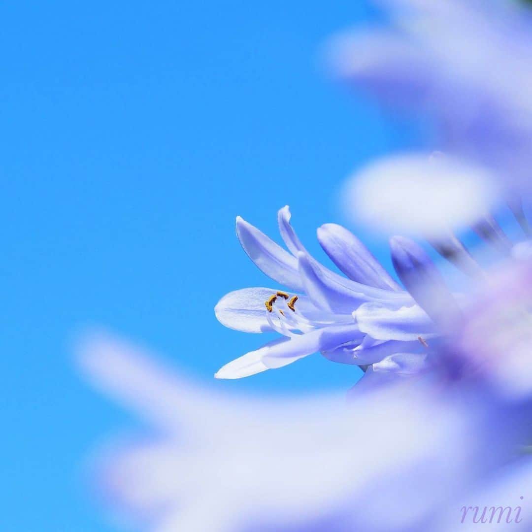 花の写真館のインスタグラム：「Photo by @rumi1043. https://instagram.com/rumi1043/ . Original Post[投稿いただいたURL] https://www.instagram.com/p/CtlYNRsvOmg/ . 本アカウントは、 #私の花の写真 をつけてInstagramに投稿された皆さまの花の写真や、「花の写真館」Facebookページで投稿された花の写真を紹介します。 「花の写真館」Facebookページは、「 @floral.photograph 」のプロフィールにあるURLからご覧ください。 . ※各種法令、マナー、関係者の指示に従った撮影をお願いします。 *Please ensure that your photography adheres to all relevant laws, etiquette, and instructions issued by authorized persons. ※本アカウントは東京カメラ部がFacebook、Instagramのサービスを利用して運営しているもので、Meta社・Instagramとは一切関係ありません。 . #花の写真館 #floralphotograph #floralphoto #flower #flowers Follow: @floral.photograph」
