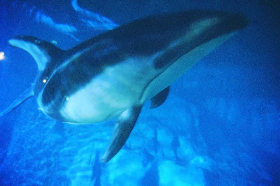 井上ほの花のインスタグラム：「⭐️🐬  ここはどこでしょう！！」
