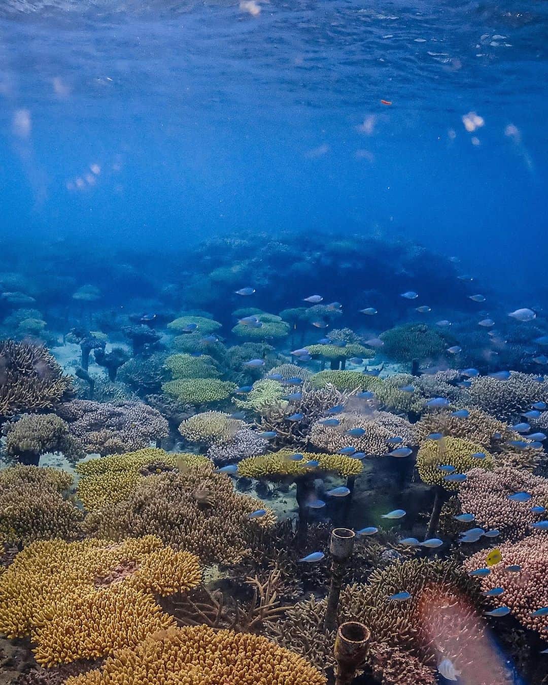 中島潮里さんのインスタグラム写真 - (中島潮里Instagram)「【珊瑚植え付けツアー2023】 今年も開催しました！ 沖縄恩納村の珊瑚を植え付けさせていただくツアー🪸 . もう、毎年たくさんの感動をありがとうございます。 @saori.323 紗織さんの素敵な思いと自然の美しさ、尊さに魂が震えるんです、、そしてその思いが参加者の皆様に伝わっていて、皆様帰っていく時にすっごく素敵な笑顔なんです、、その笑顔を見ると、今年も開催して本当によかったと思える、、 . 詳しいことは説明しません！ なぜかと言うと、 とにかく参加した人にしかわからない感動体験なんです！！！！ 今回大好評につき、9月も募集中ですのでお待ちしております！🪸 お一人でもOK 周りの誰かを誘ってもOK 微々たる影響かもしれない、 でもきっと その小さな勇気が 大きなチカラになると 信じています🙏🪸🩵 . 勇気を出して参加してくださった12名の皆様、 ツアー開催に 携わっていただいた 全ての方に心から感謝と敬意を込めて、、🙇 . . 6枚目の写真は2年前にMiyuちゃんと植え付けした珊瑚🪸 大きくなっていて感動🥹😭🙏 . . #珊瑚ツアー#珊瑚を守ろう#珊瑚を守る日焼け止め#savethecoral#沖縄恩納村#恩納村ビーチ#恩納村ダイビングショップ#シュノーケルツアー#珊瑚植え付け#沖縄ビーチ#沖縄グルメ旅#earthfriendly」7月17日 20時09分 - whyte_shiori