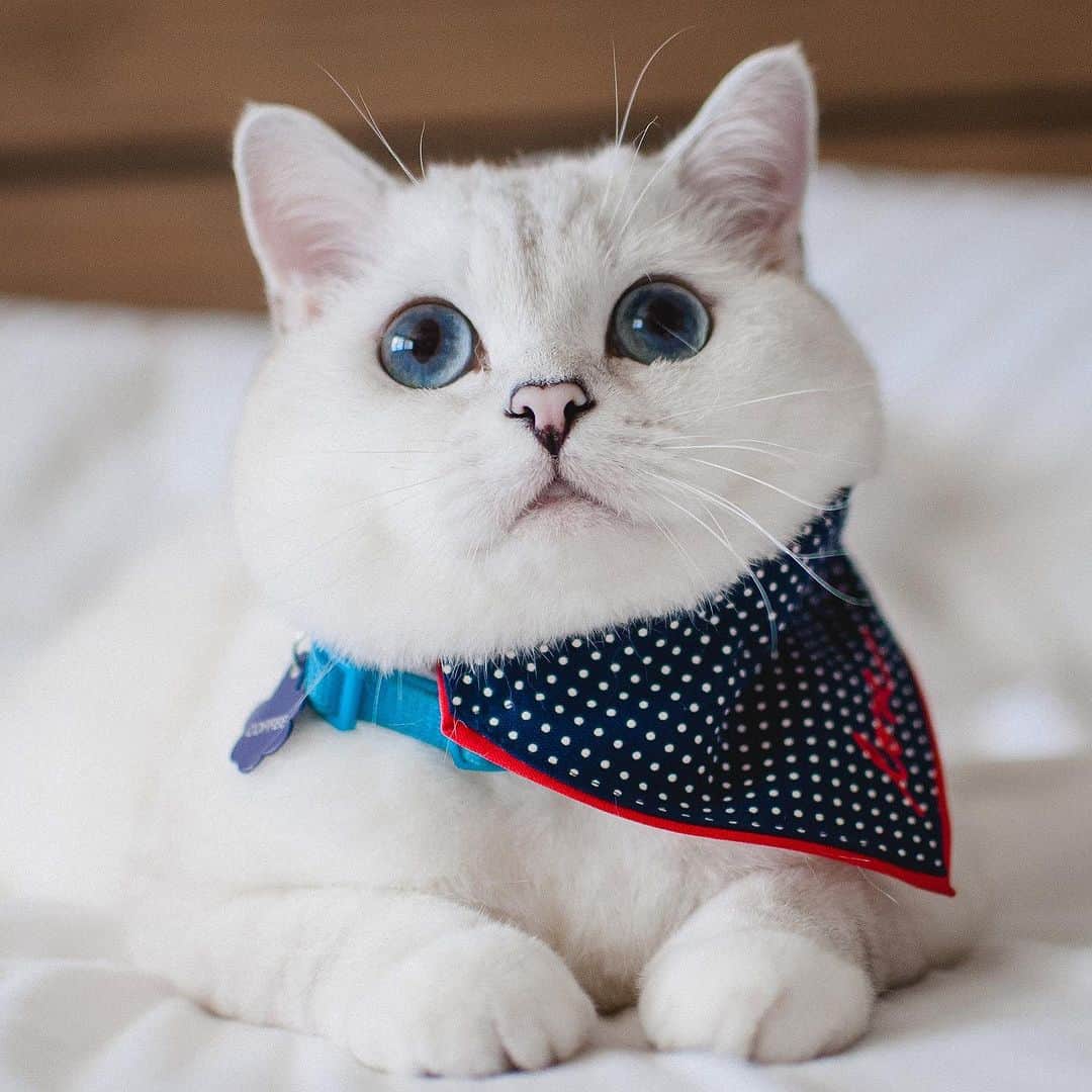 ミスター・ホワイトのインスタグラム：「How do I look with this bandana? 🩷😘  #meow #cute #handsome #catsofinstagram」