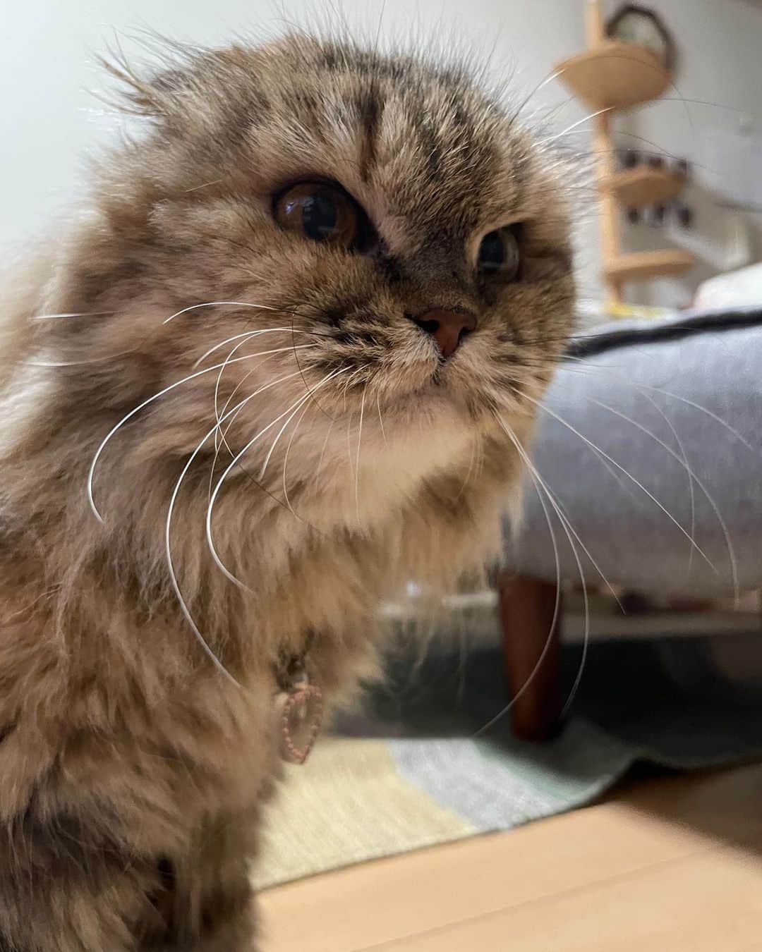及川奈央さんのインスタグラム写真 - (及川奈央Instagram)「#愛猫  #ランちゃん 18歳のお誕生日おめでとう！  いつもたくさんの癒しをありがとう♡ これからものんびり元気に長生きしてね·͜· ︎︎」7月17日 11時33分 - naooikawa