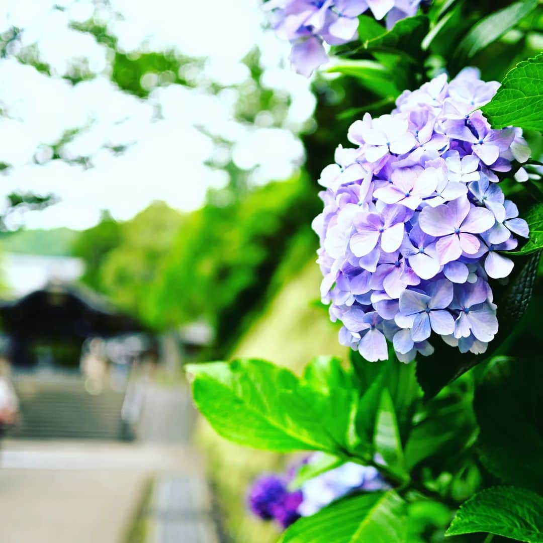 矢沢隆則さんのインスタグラム写真 - (矢沢隆則Instagram)「#紫陽花 #北鎌倉 #nikon #nikonz30 #カメラ #単焦点レンズ #単焦点 #apsc」7月17日 11時50分 - takanori_yazawa