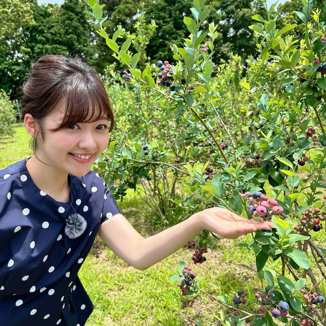 真野淑實のインスタグラム：「遅れた投稿になってしまいましたが… 先日トコチャンワイド生中継で 取材させて頂いた平野農園さん。  本日もブルーベリー狩り、 時間無制限 食べ放題だそうです🫐  こちらで購入したブルーベリージャムも、パンにつけても ヨーグルトにつけても美味しく 朝から贅沢な気持ちになります。  スムージーも濃厚で、夏の暑さを吹き飛ばしてくれるくらい美味しいので是非皆さんに味わって頂きたい✨  そして、なんと！！プールもあるので😂 ご家族で行かれる方は 着替えを持っていくのがオススメです💓 ブルーベリーの木と青空が広がっている農園は とても気持ちが良く、癒されましたよ😌  @hiranonouen  #平野農園 #ブルーベリー狩り #沼津 #長泉 #三島 #親子で楽しむ #長泉観光」