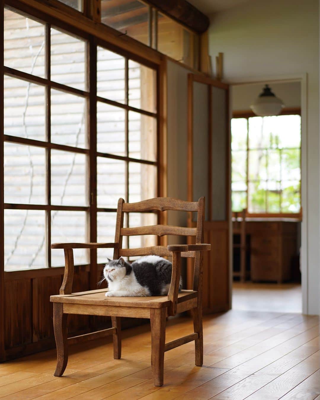 ムクリ［mukuri］さんのインスタグラム写真 - (ムクリ［mukuri］Instagram)「ささやかな発見や喜びをそばに置いて〜古い家具を楽しむ暮らし  季節の移り変わりとともに暮らしている 猫と古家具さん。  お家とそこになじんだ古家具、そして猫。 見事に調和した様子は、ちょっとしたギャラリーのよう。  古い家具や道具を好きになったきっかけから お家との出会いやハプニング、 そしてお家のまわりに広がる庭についてまで、 お話いただきました。  「循環」を感じる、心地良い暮らし ぜひご覧くださいね♩  ▶︎ご紹介した読みもの 「古い家具」で検索するとご覧いただけます  –––––––––––––––––– ムクリ公式アカウントでは くらしの中にある"好き"や"コダワリ"を毎日お届け。  インテリア、整理収納から家づくりなど 日常で参考になる情報から サラッと読める短編コラムまで ご紹介していますのでフォローしてぜひご覧ください。 ▶︎ @mukuri_official ・  「 #ムクリ 」のタグもいつも楽しく拝見しています☺️  オリジナルブランドは @daily_mukuri  くらしの中にあったらいいいな、 そんな商品を企画・制作、集めています。 ––––––––––––––––––  #日々#古道具#古家具#古物#骨董#古董#民藝#古民具#侘寂#リフォーム#リノベーション#エキゾチックショートヘア#ねこ#異國短毛貓#貓#antique#japaneseantique#wabisabi#mingei#catlife#catstagram#暮らし#暮らしを楽しむ#くらしの編集#ムクリ」7月17日 12時05分 - mukuri_official