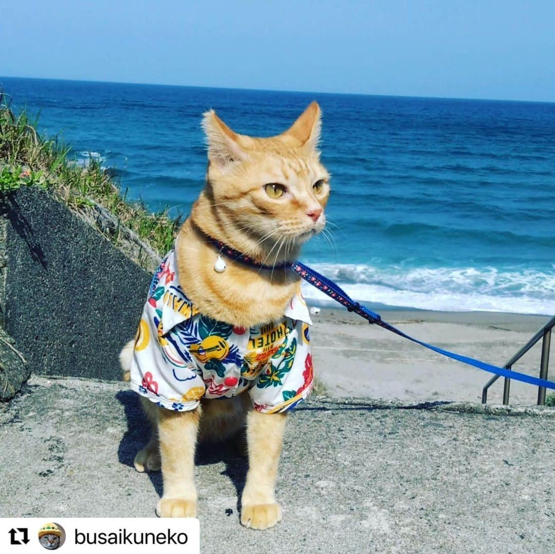 ライオン商事株式会社のインスタグラム：「7/17 は海の日です☀🌊 いよいよ夏本番ですね！  のんびりお散歩中なのは、ちゃたろうさん。 初めて見る海にちょっとびっくりしちゃったみたい。  @busaikuneko さん 素敵な写真をありがとうございました！  ＝＝＝＝＝＝＝＝＝＝＝＝＝＝＝＝＝＝＝＝ 📸#lionpetうちのにゃんこ 写真・動画募集中！ #lionpetうちのにゃんこ をつけて おうちの猫ちゃんの写真や動画を投稿すると、 こちらのアカウントで紹介されるかも！ みなさんの投稿、お待ちしております🍀 ＝＝＝＝＝＝＝＝＝＝＝＝＝＝＝＝＝＝＝＝  #海の日 #海水浴 #夏 #海 #ねことくらす #ネコのいる暮らし #猫のいるくらし #ねことの生活 #ねこ #ネコ #猫 #にゃんこ #ニャンコ #ねこ部 #ネコ部 #猫部 #ねこスタグラム #ネコスタグラム #ねこのいる生活 #ネコのいる生活 #猫のいる生活 #ねこ好きさんと繋がりたい #ネコ好きさんと繋がりたい #猫好きさんと繋がりたい #猫大好き部 #ライオンペット #lionpet #lionpetcat #茶トラ」