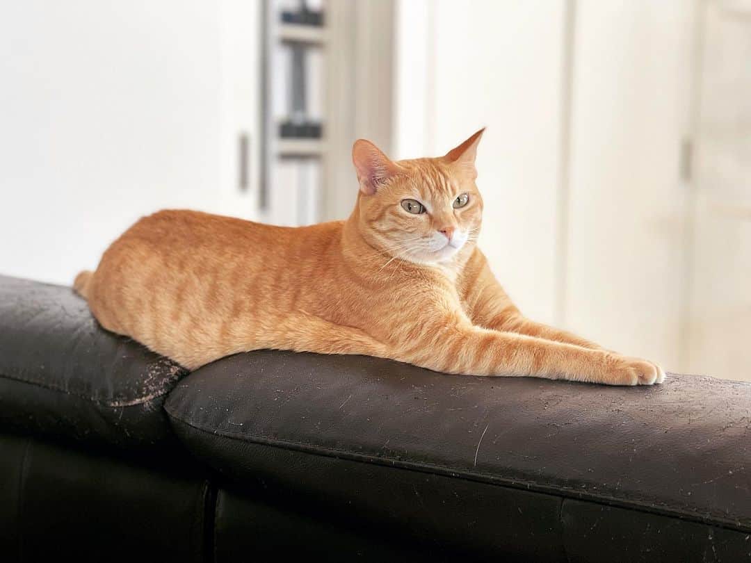 田中要次のインスタグラム：「暑くて困っチャイますニャ #猫Chai #Bo_nyans #猫のいる暮らし」