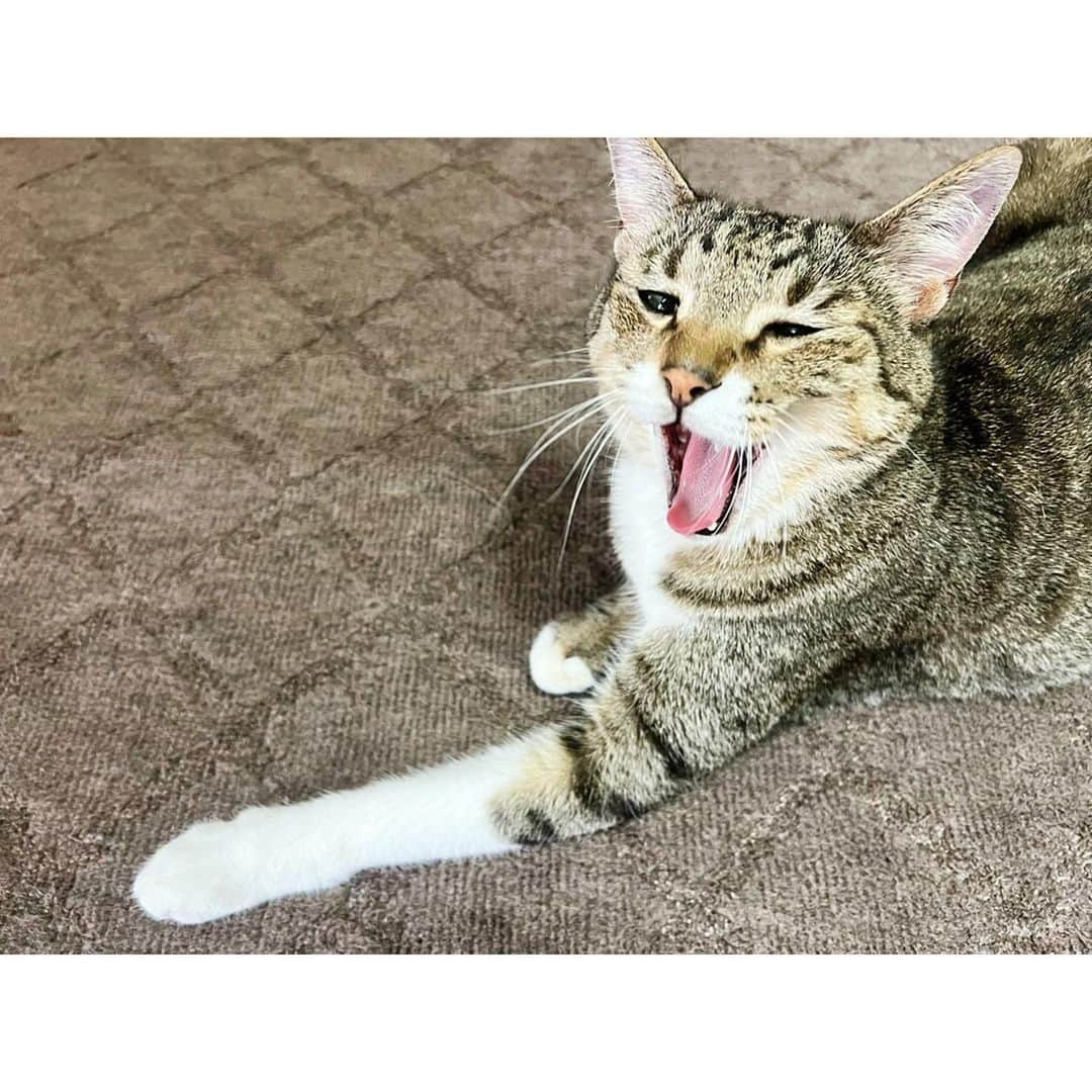 高木沙織さんのインスタグラム写真 - (高木沙織Instagram)「🐈 * 大きいあくび♡ かわいい…♡ * 狩り部に入部して 夏合宿に参加したい小虎。 狩り方が変だよ？ * #猫 #猫部 #猫がいる生活  #猫がいる幸せ  #猫がいる暮らし  #猫との暮らし  #猫のいる暮らし  #猫が好き #ねこ #ねこすたぐらむ  #きじとら  #スーパーマン #🦸‍♂️ #superman  #cat #catstagram」7月17日 14時01分 - saori_takagi