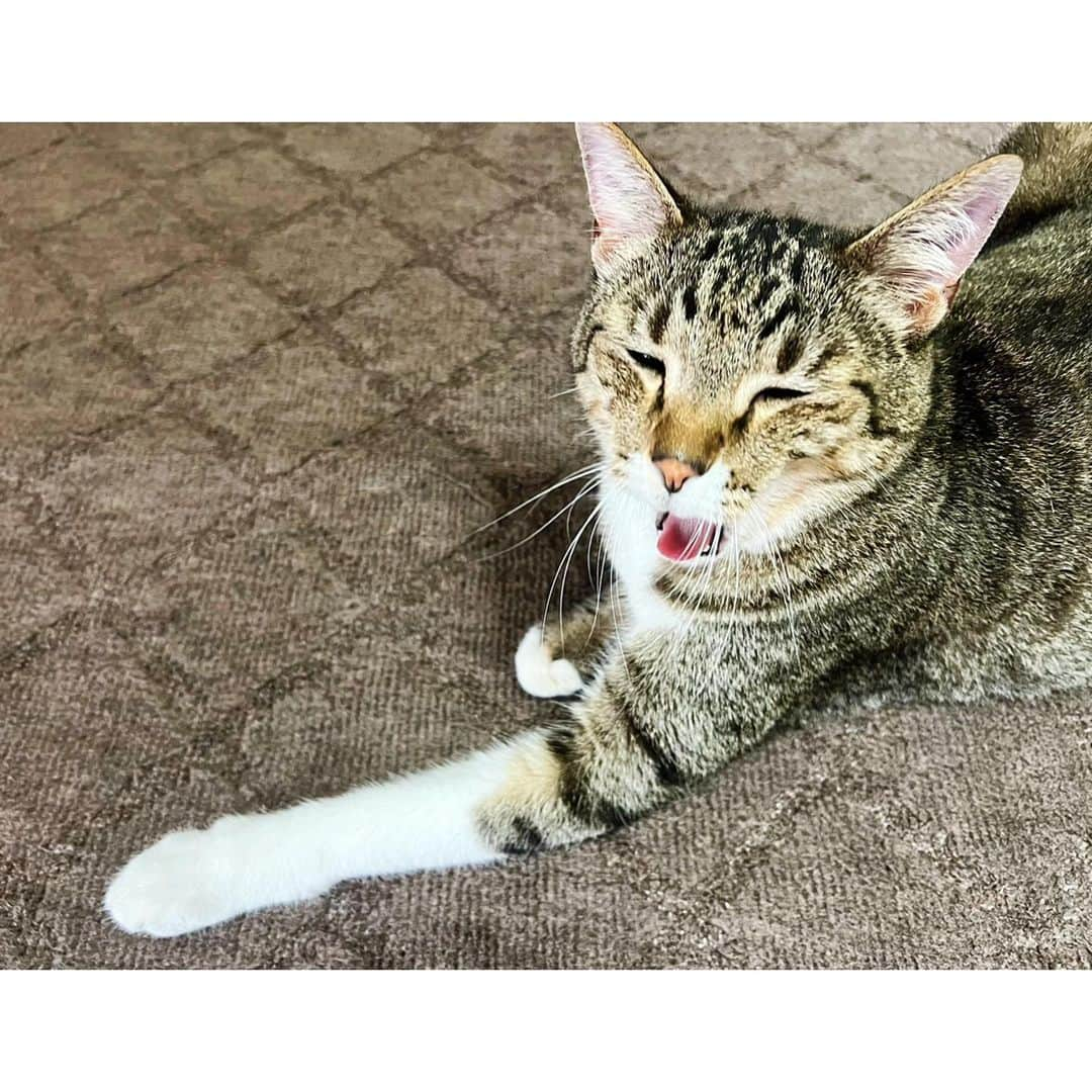 高木沙織さんのインスタグラム写真 - (高木沙織Instagram)「🐈 * 大きいあくび♡ かわいい…♡ * 狩り部に入部して 夏合宿に参加したい小虎。 狩り方が変だよ？ * #猫 #猫部 #猫がいる生活  #猫がいる幸せ  #猫がいる暮らし  #猫との暮らし  #猫のいる暮らし  #猫が好き #ねこ #ねこすたぐらむ  #きじとら  #スーパーマン #🦸‍♂️ #superman  #cat #catstagram」7月17日 14時01分 - saori_takagi