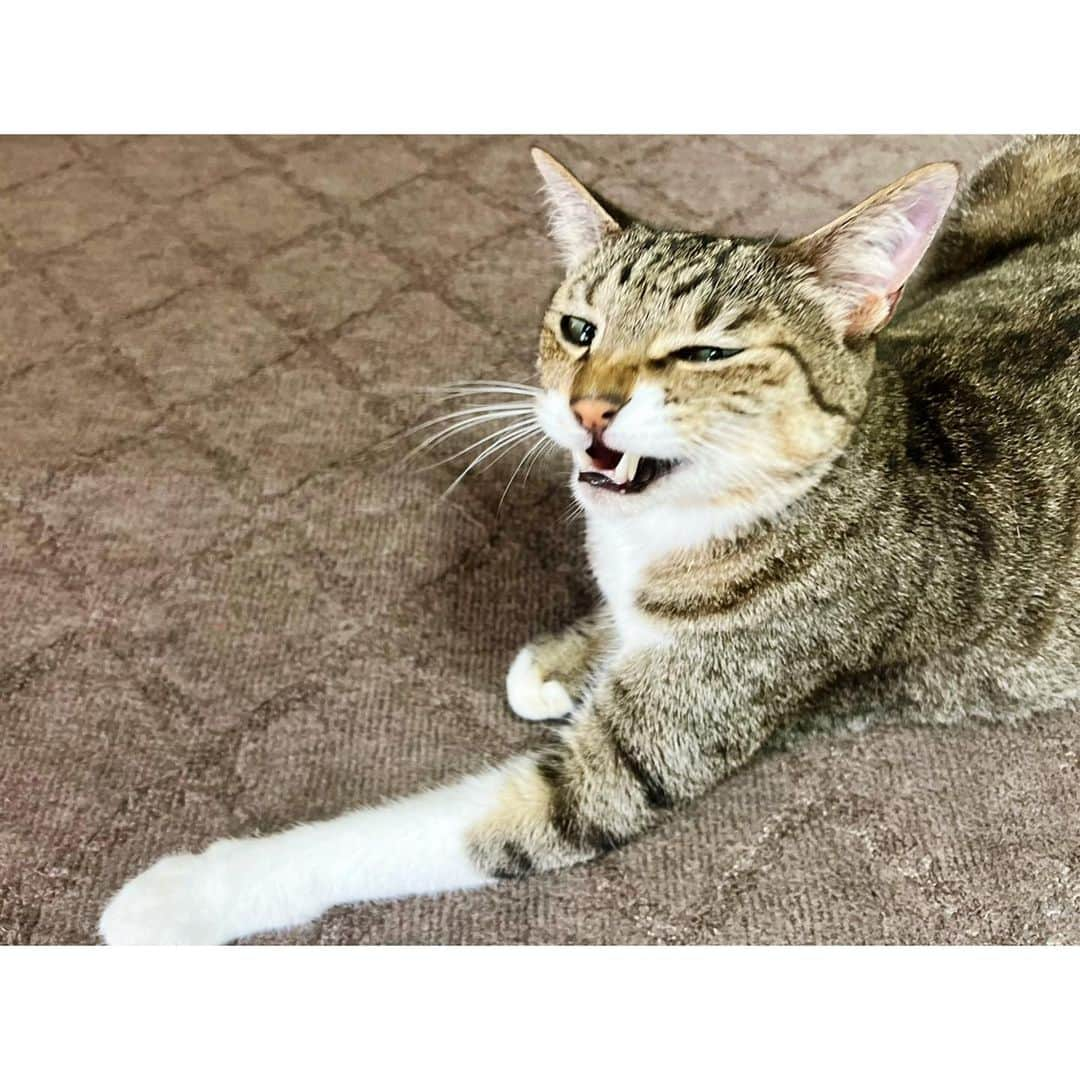 高木沙織さんのインスタグラム写真 - (高木沙織Instagram)「🐈 * 大きいあくび♡ かわいい…♡ * 狩り部に入部して 夏合宿に参加したい小虎。 狩り方が変だよ？ * #猫 #猫部 #猫がいる生活  #猫がいる幸せ  #猫がいる暮らし  #猫との暮らし  #猫のいる暮らし  #猫が好き #ねこ #ねこすたぐらむ  #きじとら  #スーパーマン #🦸‍♂️ #superman  #cat #catstagram」7月17日 14時01分 - saori_takagi