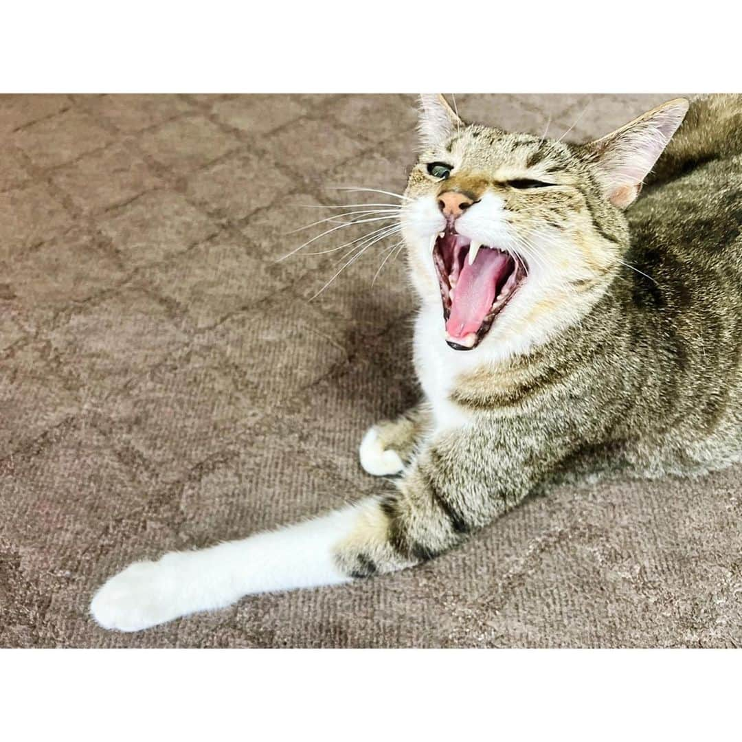 高木沙織さんのインスタグラム写真 - (高木沙織Instagram)「🐈 * 大きいあくび♡ かわいい…♡ * 狩り部に入部して 夏合宿に参加したい小虎。 狩り方が変だよ？ * #猫 #猫部 #猫がいる生活  #猫がいる幸せ  #猫がいる暮らし  #猫との暮らし  #猫のいる暮らし  #猫が好き #ねこ #ねこすたぐらむ  #きじとら  #スーパーマン #🦸‍♂️ #superman  #cat #catstagram」7月17日 14時01分 - saori_takagi