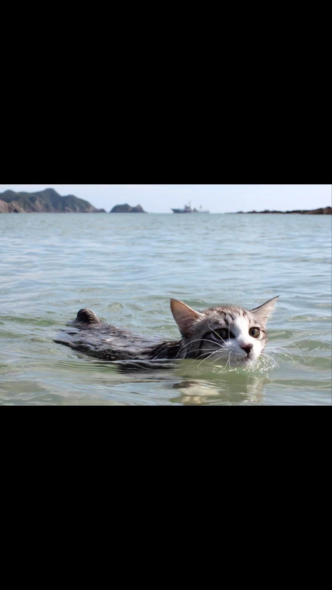 Nyankichi Noranekoのインスタグラム：「今日は海の日🏄‍♀️🏝 若い頃は鹿児島の海でよく泳いだなぁ🌊🏄‍♂️  #猫 #cat #고양이 #แมว #貓 #кошка #qata #chat #ニャンスタグラム #gato #catsofinstagram #ねこ部 #旅猫 #cats #ニャン吉 #猫写真 #ねこ #seekor #ネコ #kitty #catlover #kucing #kucinglucu #猫好き #猫好きな人と繋がりたい #海 #海水浴 #水泳 #ねこかき #泳ぐ」