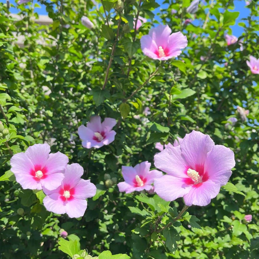 meekooのインスタグラム：「ムクゲの花は朝開いて夜に萎んでしまうのだとか。 目に留まったこの花たちも夜には地面に落ちてしまうなんて、ちょっぴり切ないね🥲 2023.7.17」