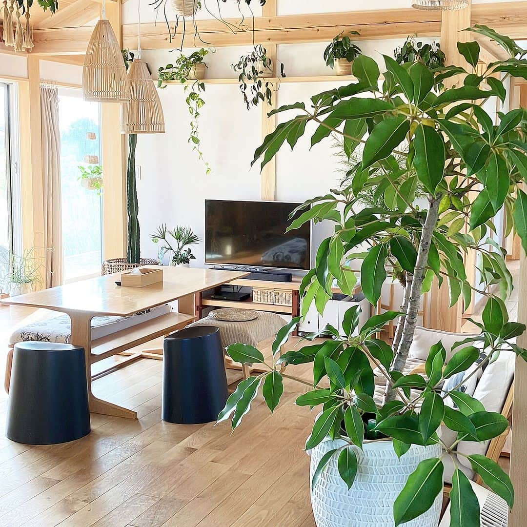 RoomClipJPさんのインスタグラム写真 - (RoomClipJPInstagram)「この部屋が素敵だなと思ったら「🎋」(竹)とコメントしてください！ 竹の素材を使った照明カバーやカゴなどの小物とたくさんの植物の調和が素敵なhira_muji_mihiさん宅✨風通しの良さそうな開放感のある空間が心地良さそうですね！  ---------------------------------------  Photo: hira_muji_mihi RoomNo. 709767   --------------------------------------  この部屋のインテリアはRoomClipのアプリから ご覧いただけます。  アプリはプロフィール欄から ▶︎ @roomclipjp  ------------------------------------  600万枚以上集まる中から リアルな部屋のインテリア写真を毎日発信！  ------------------------------------  #ハンギンググリーン#グリーンのあるインテリア#植物のある暮らし#観葉植物のある暮らし#観葉植物がある暮らし #植物がある暮らし#グリーンのある暮らし#平屋#一戸建て#一軒家#戸建て#戸建て住宅#ナチュラルインテリア#ナチュラル雑貨#インテリアコーディネート#好きなものに囲まれた暮らし#部屋づくり#リビングインテリア#リビングルーム#こだわりの家#雑貨好き#インテリア好き￼#おしゃれなインテリア#キッチンインテリア#インテリア好きと繋がりたい#ダイニングインテリア#デザイナーズ家具#空間デザイン#roomclip #ルームクリップ」7月17日 20時30分 - roomclipjp