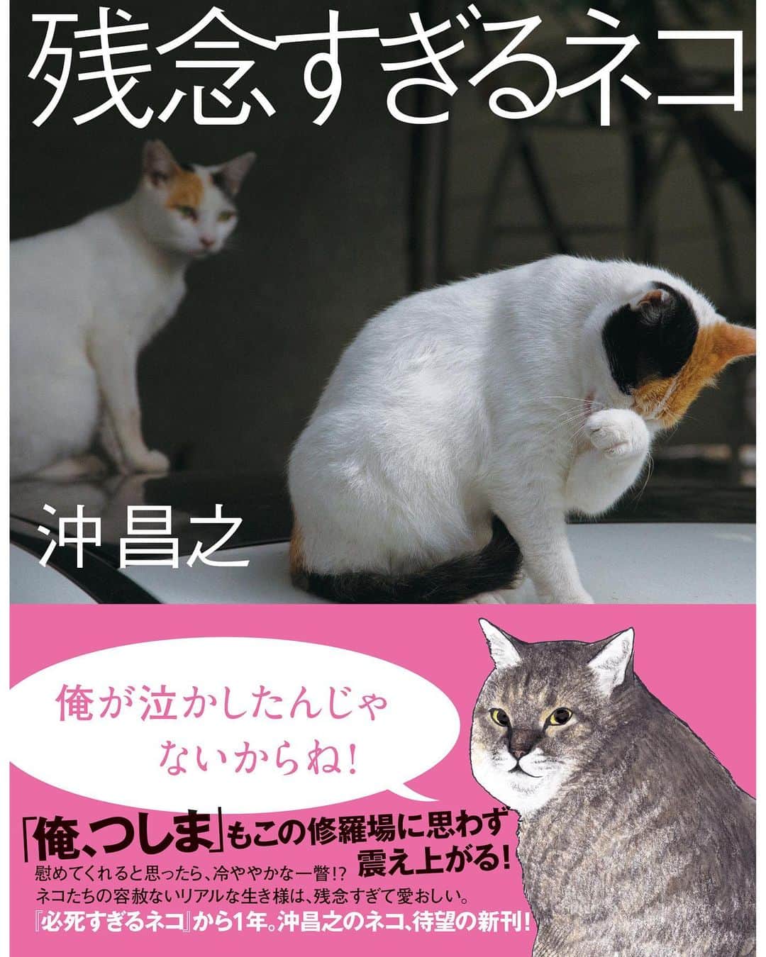 Masayukiさんのインスタグラム写真 - (MasayukiInstagram)「【読んだ？🐈】 愛しすぎる いろんな残念したためました。 アートディレクションはアラーキーさんの『愛しのチロ』のデザインをされた 鈴木成一さんにすべてお任せ。  残念すぎるネコ（大和書房） ￥1,320 96ページ  # 残念すぎるネコ  #cat #ねこ #猫」7月17日 20時26分 - okirakuoki