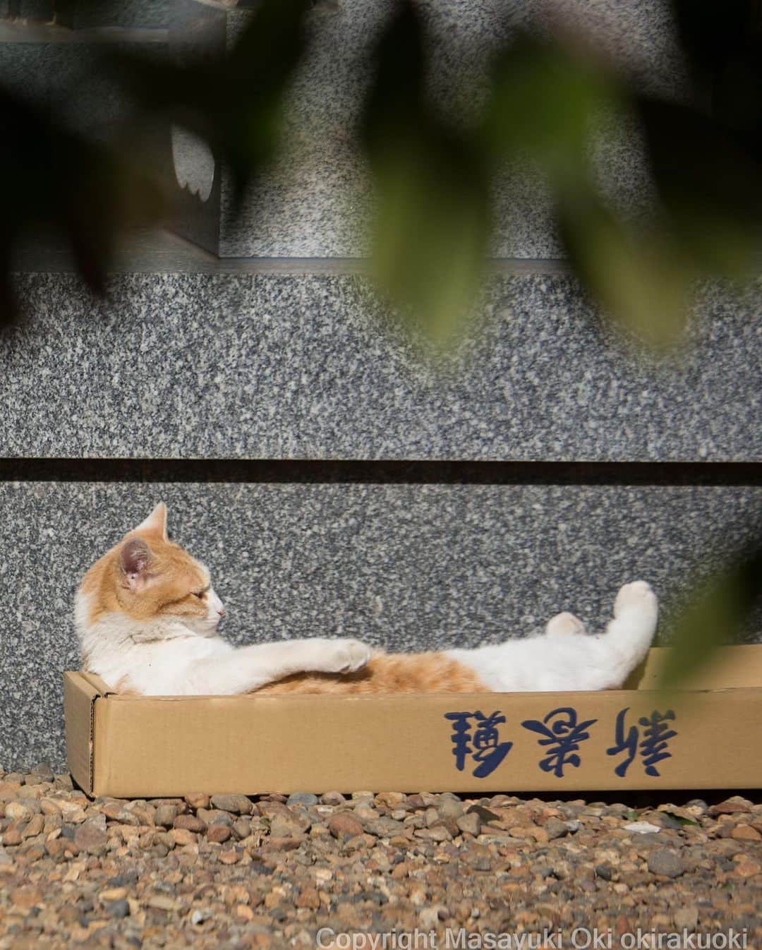 Masayukiのインスタグラム：「【読んだ？🐈】 愛しすぎる いろんな残念したためました。 アートディレクションはアラーキーさんの『愛しのチロ』のデザインをされた 鈴木成一さんにすべてお任せ。  残念すぎるネコ（大和書房） ￥1,320 96ページ  # 残念すぎるネコ  #cat #ねこ #猫」