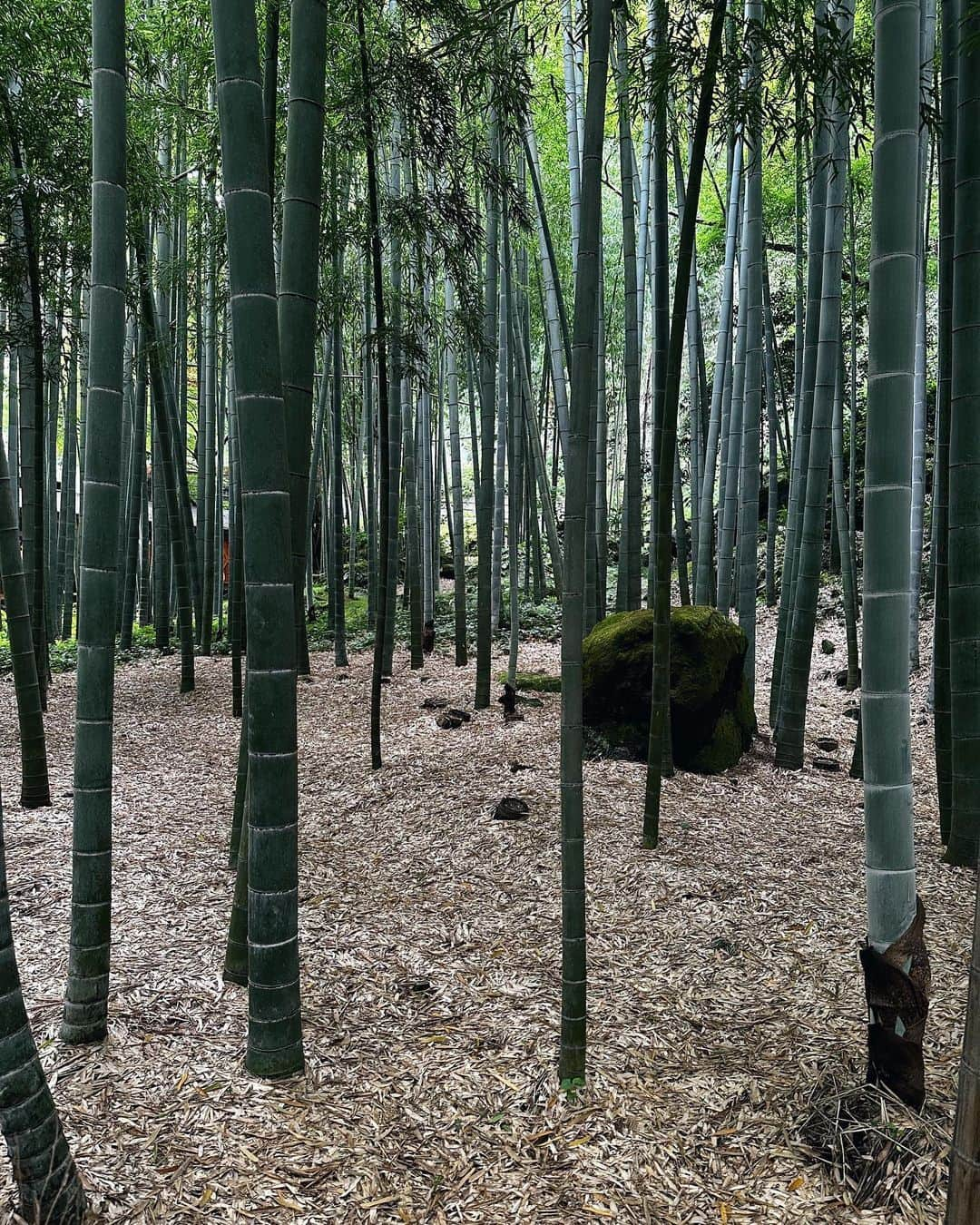 sayocoのインスタグラム：「前に聖地巡礼してた 竹の庭が素敵なお寺「報国寺」🎋🍵☺️ 楽しみにしててやっと動画出た〜！！！  行った時まだ当落前だったから お賽銭でしっかりお願いしておいたんだ🙏🔥 出会ったオンニSTAYさんたちも 無事🎫手に入ってるといいなあ⭐️  #報国寺#鎌倉観光#STAY会#推し活#ピリペン」