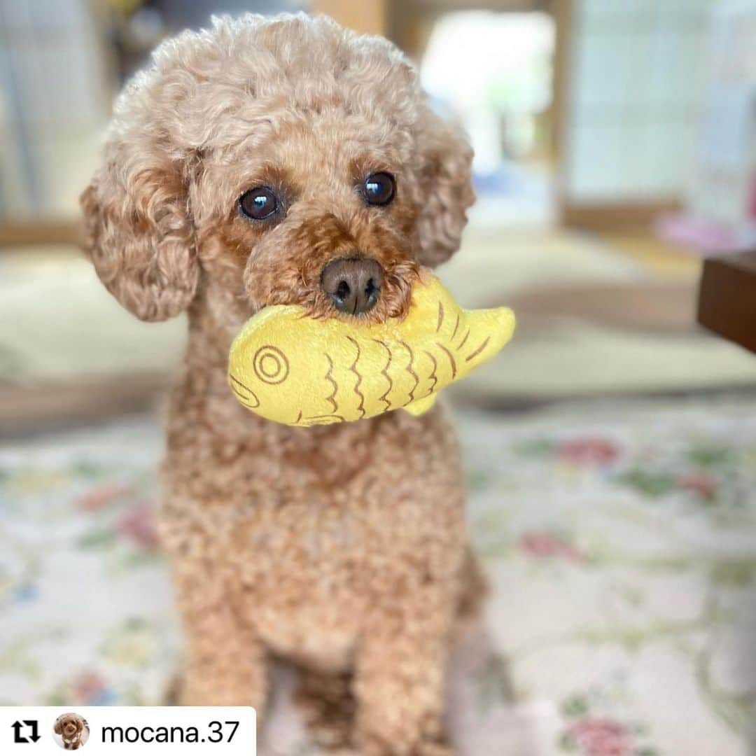 【公式】いぬのきもち・ねこのきもちのインスタグラム：「#Repost @mocana.37 さんのモカちゃん。  オヤツじゃないよ。 お友達のたい焼きくんだよ❤️ ．  ハッシュタグ #いぬのきもち #ねこのきもち に投稿いただいた可愛い写真をご紹介しています！ 「いぬのきもちWEB　MAGAZINE」、「ねこのきもちWEB MAGAZINE」でもご紹介させていただくことも！  -------------------  .  #いぬ #いぬすたぐらむ #いぬのいる暮らし #いぬのきもち #いぬ好き #犬 #犬好きさんと繋がりたい #犬のいる生活 #犬と暮らす #犬好き #dog #dogsofinstagram #dogstagram  #トイプードル」