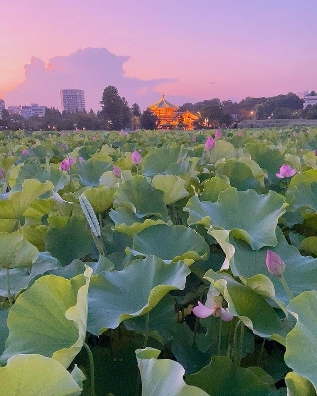 織香のインスタグラム：「神秘的な蓮の花🪷🪷🪷  ナオちゃんのインスタで見て気になった不忍池。@naokurihara.naolingerie   上野で友人に会った帰りに立ち寄ったら 想像以上に壮大な光景に感動🥺 夕方なのでお花は閉じていたけど、心が洗われました✨✨✨  周りは外国の方ばかり。 上野は異国情緒あふれていました。  灯台下暗しで、東京の名所ってあまり見ていないのかも知れないなぁ。  #8月半ばまで見頃 #朝に開花 #夕方も雰囲気あって素敵  #蓮#蓮の花#🪷 #不忍池 #上野」