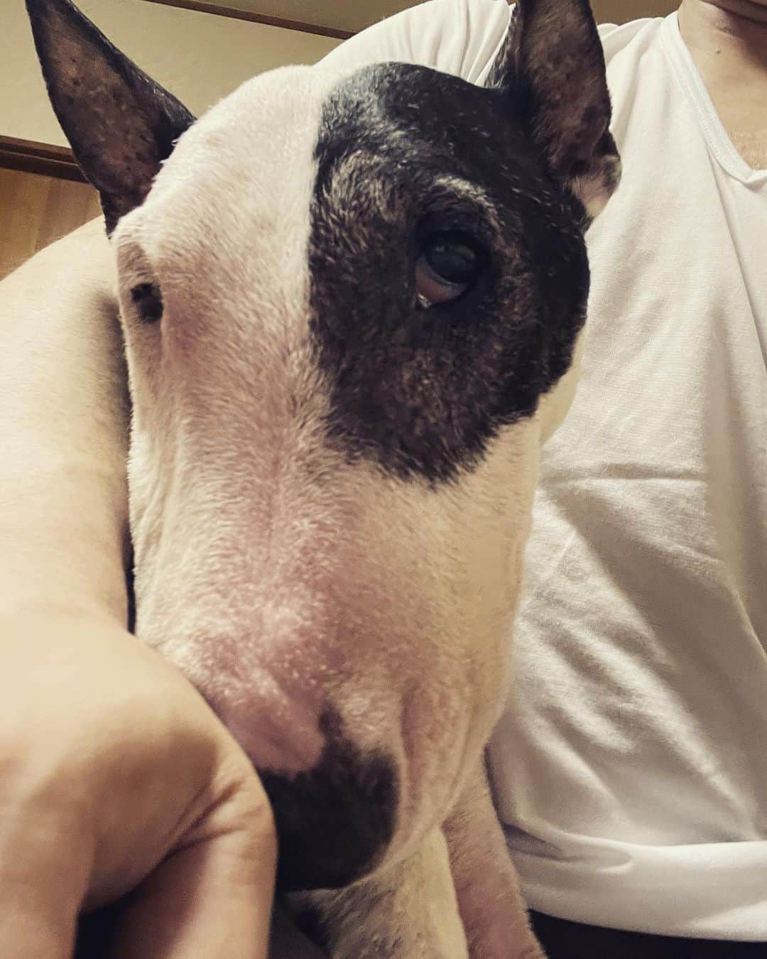 のインスタグラム：「#minituru#bull#terrier#minibullterrier#miniturubullterrier#dog#dogstagram#cute#qtaro#love#family#ミニチュア#ブルテリア#ミニチュアブルテリア#Q太郎」