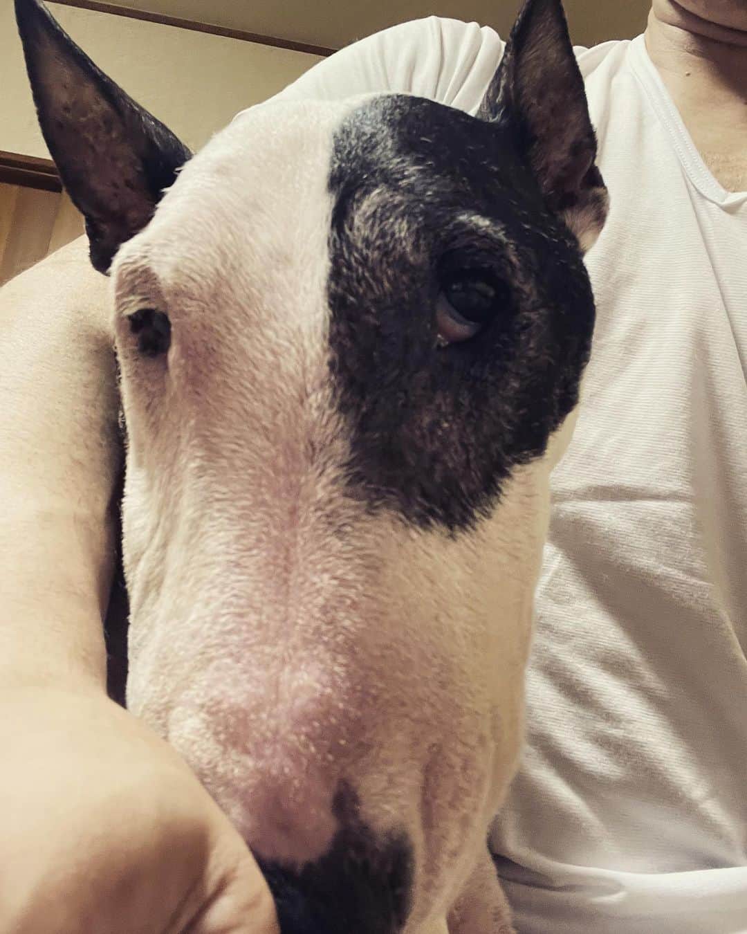 Q太郎さんのインスタグラム写真 - (Q太郎Instagram)「#minituru#bull#terrier#minibullterrier#miniturubullterrier#dog#dogstagram#cute#qtaro#love#family#ミニチュア#ブルテリア#ミニチュアブルテリア#Q太郎」7月17日 17時07分 - qtaro.jun